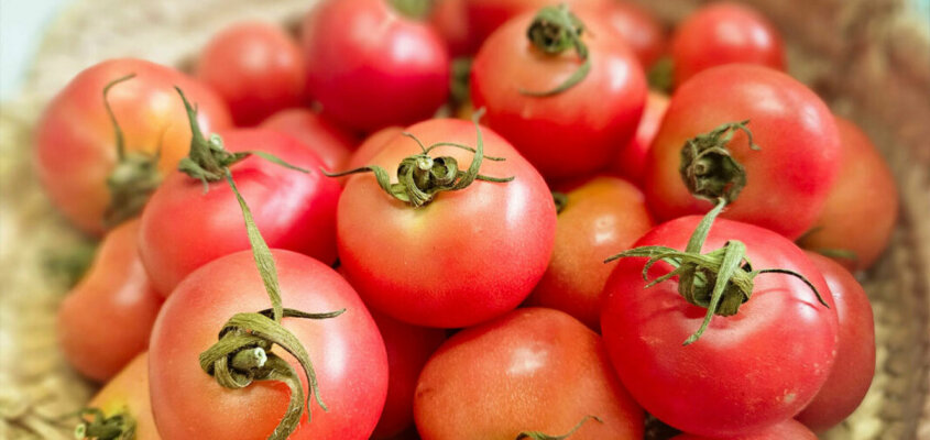 Mallorcas Ewige Tomate: Die Einzigartige Tomàtiga de Ramellet - Ramallet Tomaten - Entdecke eine mallorquinische Spezialität