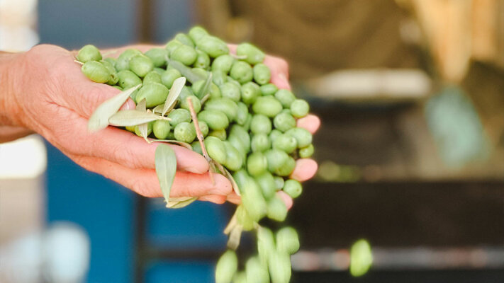 Erfolgreiche Oliven-Ernte: Die Olivenbauern auf Mallorca sind zufrieden - 