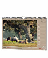 Der Mallorquiner Wandkalender 2025