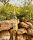 3.10 Celler Sitra, Vino Blanco 2025, 0,75-l-Flasche
