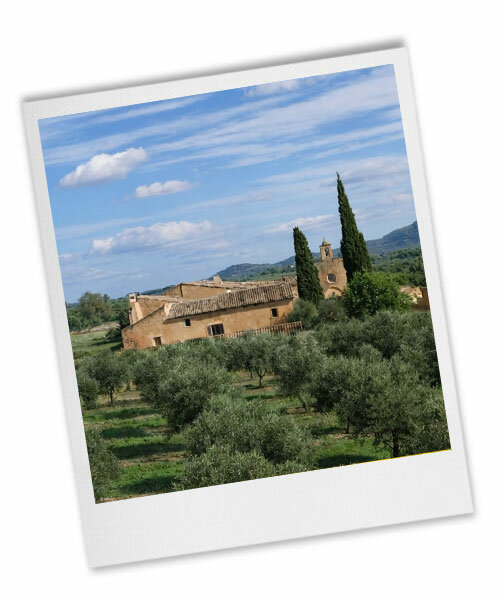 Olive Mill Visit – Where Tradition Meets Innovation